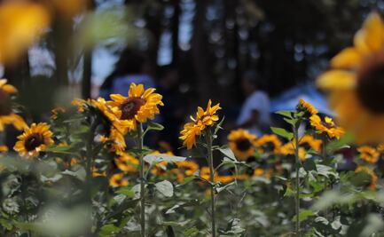 SANTUARIO DE LOS GIRASOLES