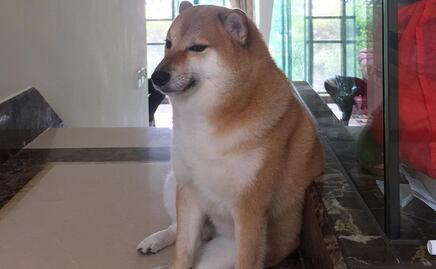 Así reaccionaron los poblanos por muerte de Cheems, el perrito más memeable de Internet