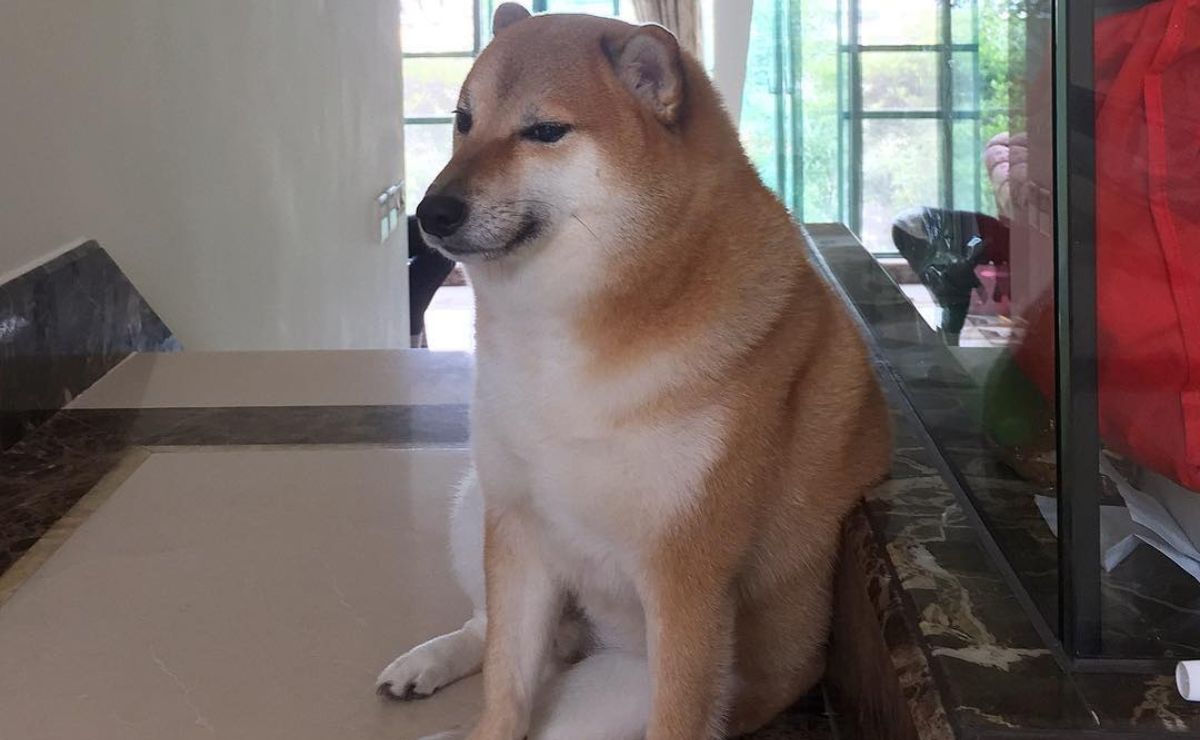 Cheems, el perrito más famoso de Internet por sus memes, falleció de cáncer | Foto: Instagram Balltze