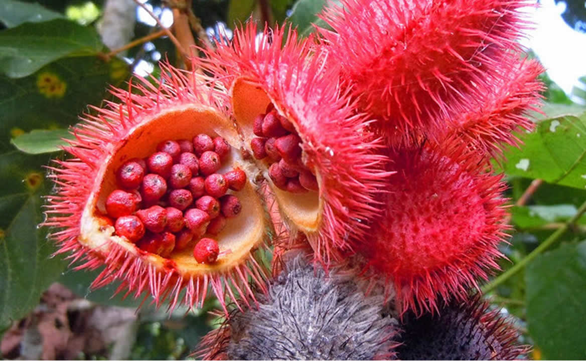 El achiote es la semilla de la planta Bixa Orellana. Foto: Servicio de Información Agroalimentaria y pesquera