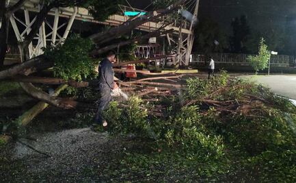 Talarán cinco árboles del zócalo de Puebla
