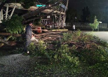 Talarán cinco árboles del zócalo de Puebla