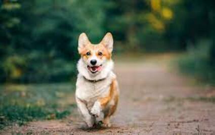 ¿Tu perrita está en celo? Sigue estos tips de un veterinario especialista