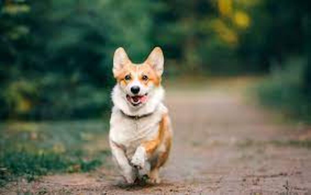 Al contrario de lo que mucha gente piensa, la fase fértil, no comienza cuando sangra, sino cuando el cachorro se deja montar y termina cuando ya no lo acepta.
Foto: Producción El Universal