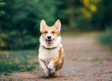 ¿Tu perrita está en celo? Sigue estos tips de un veterinario especialista