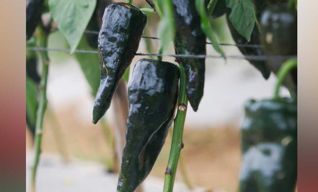 Foto: Archivo El Universal