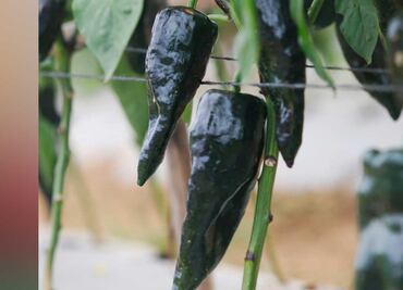 Los 5 tipos de chile que más consumen los poblanos