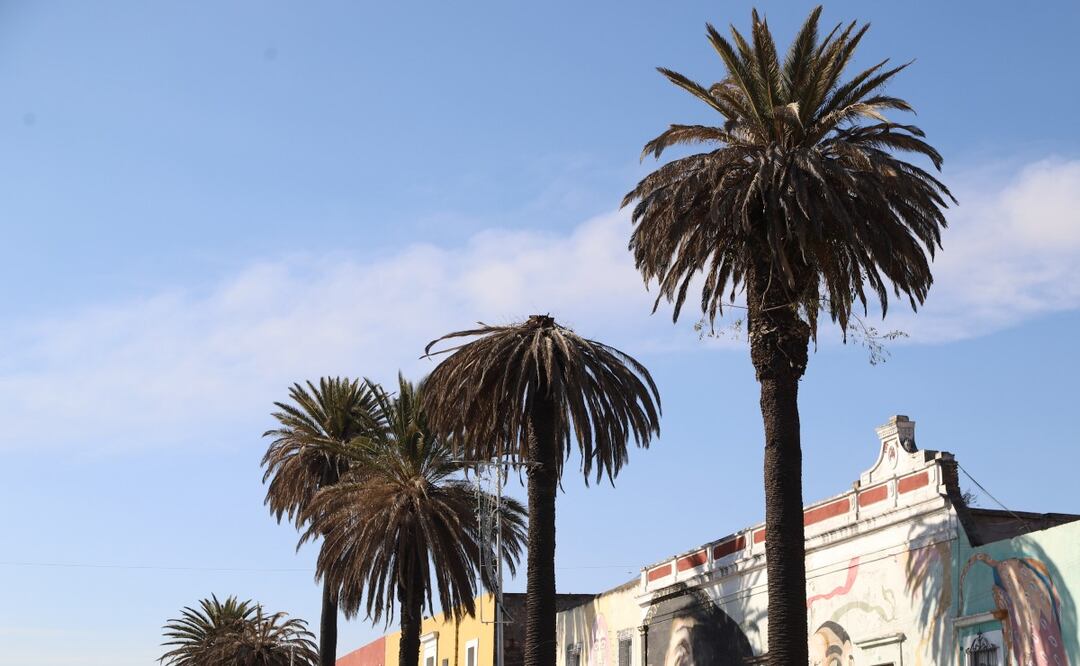 Las plantas son atacadas por una plaga | FOTO: Agencia Es Imagen para El Universal Puebla