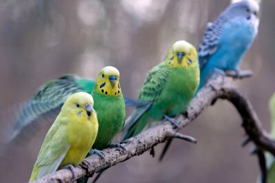¡No estoy llorando, tú estás llorando! Veterinaria inventa refugio de aves en Puebla por esta razón