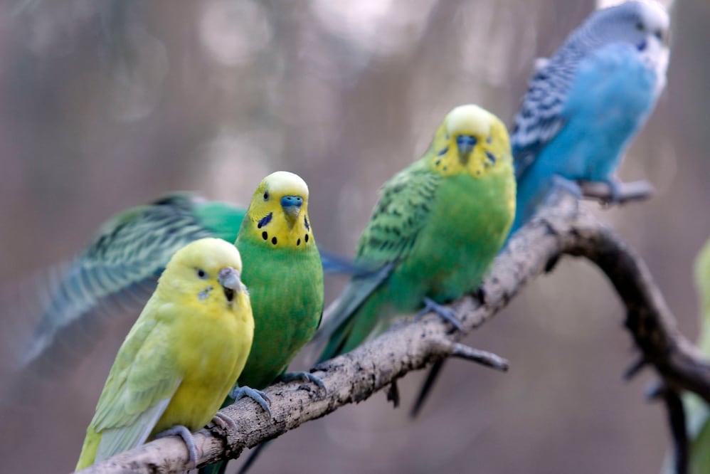 Foto: Agencia Enfoque para El Universal Puebla