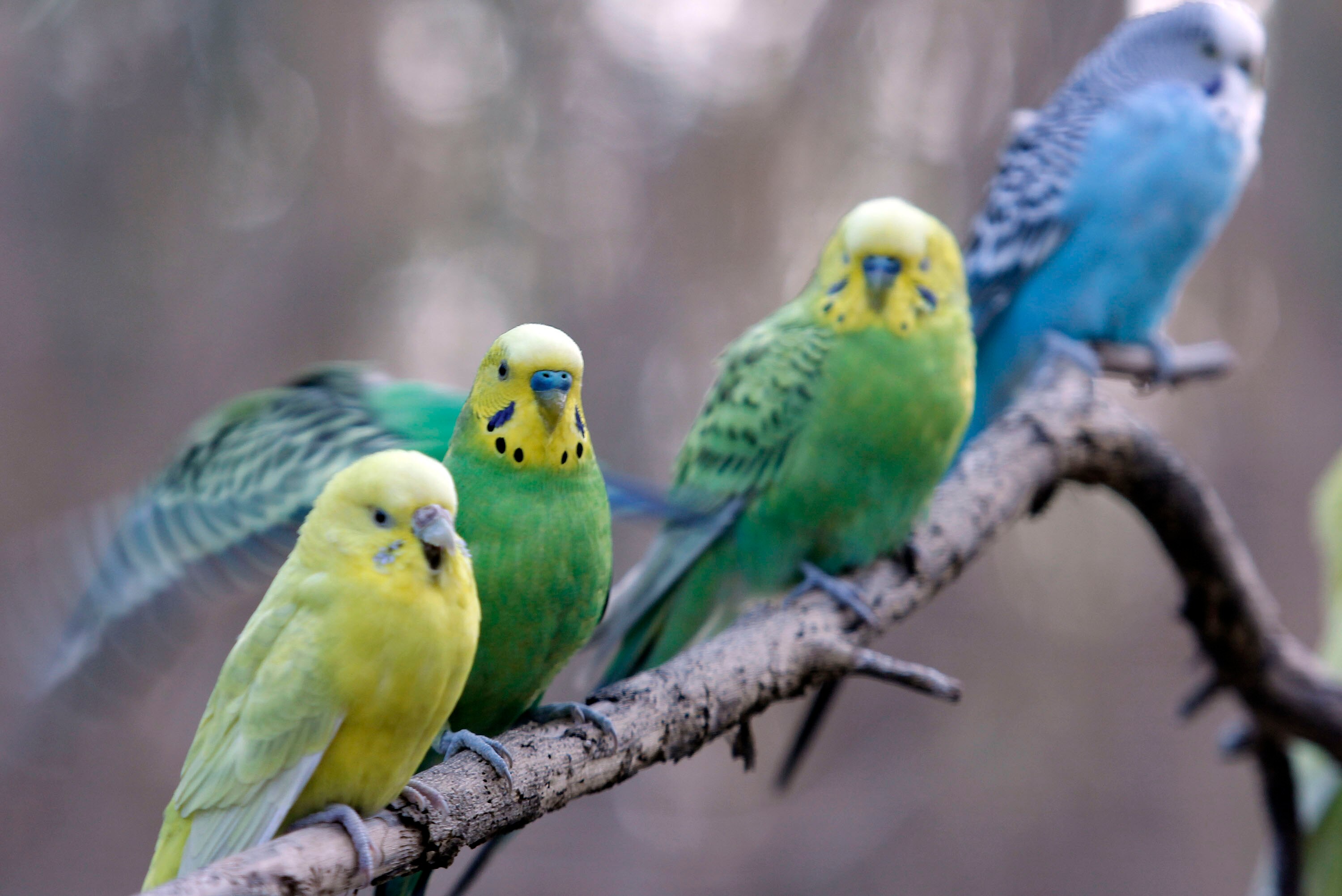 ¡No estoy llorando, tú estás llorando! Veterinaria inventa refugio de aves en Puebla por esta razón