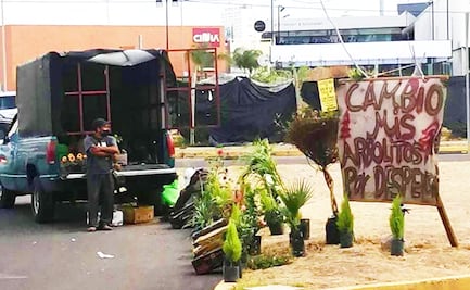 Atención plantalovers: este señor cambia sus árboles por despensa