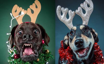 Sesiones fotográficas para mascotas en Puebla, la forma de inmortalizar a tu lomito