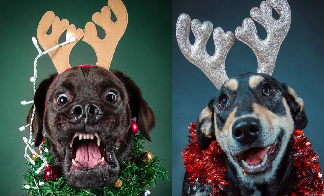 Fotos: Facebook El Perrógrafo