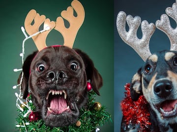 Sesiones fotográficas para mascotas en Puebla, la forma de inmortalizar a tu lomito