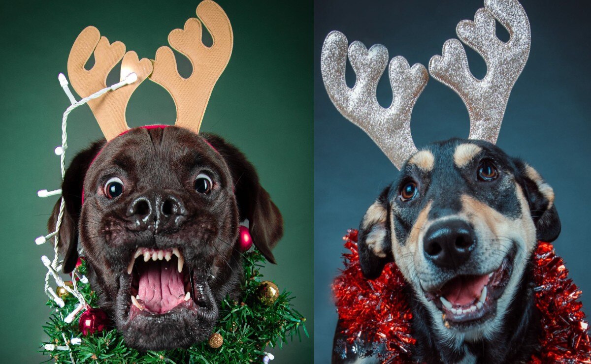 Sesiones fotográficas para mascotas en Puebla, la forma de inmortalizar a tu lomito