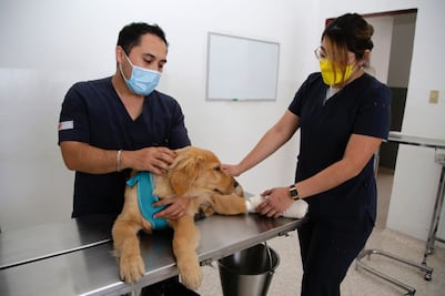 DÍA DEL VETERINARIO