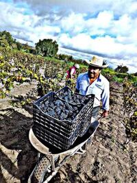 Puebla produce uvas de Año Nuevo