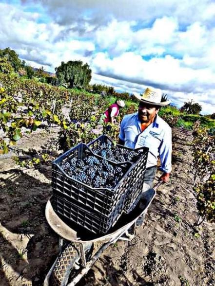 Hecho en Puebla. El vino poblano se abre fronteras pese al abandono del gobierno