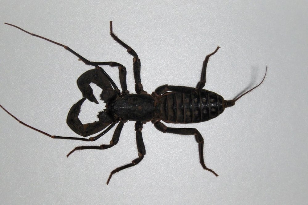 El inicio de la temporada de vinagrillos en México se aproxima / Foto: Flickr