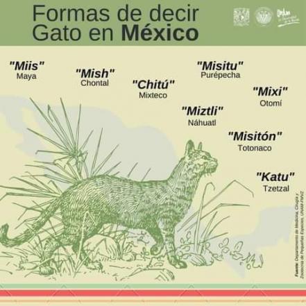 Día Internacional del Gato. ¿Por qué les decimos michis a los gatos?