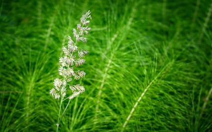 Esta es la poderosa planta que ayuda a fortalecer articulaciones y huesos