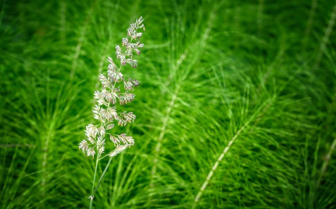 Otros estudios han encontrado que, gracias a su alto contenido de sílica, la cola de caballo contribuye a mejorar la formación, densidad y consistencia de los huesos y cartílagos.

Foto: Producción El Universal Puebla