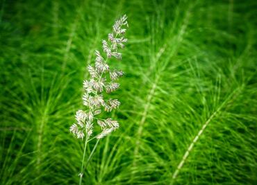 Esta es la poderosa planta que ayuda a fortalecer articulaciones y huesos