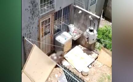 Dantesco: graban casa donde alimentan a sus pitbulls con carne de perro