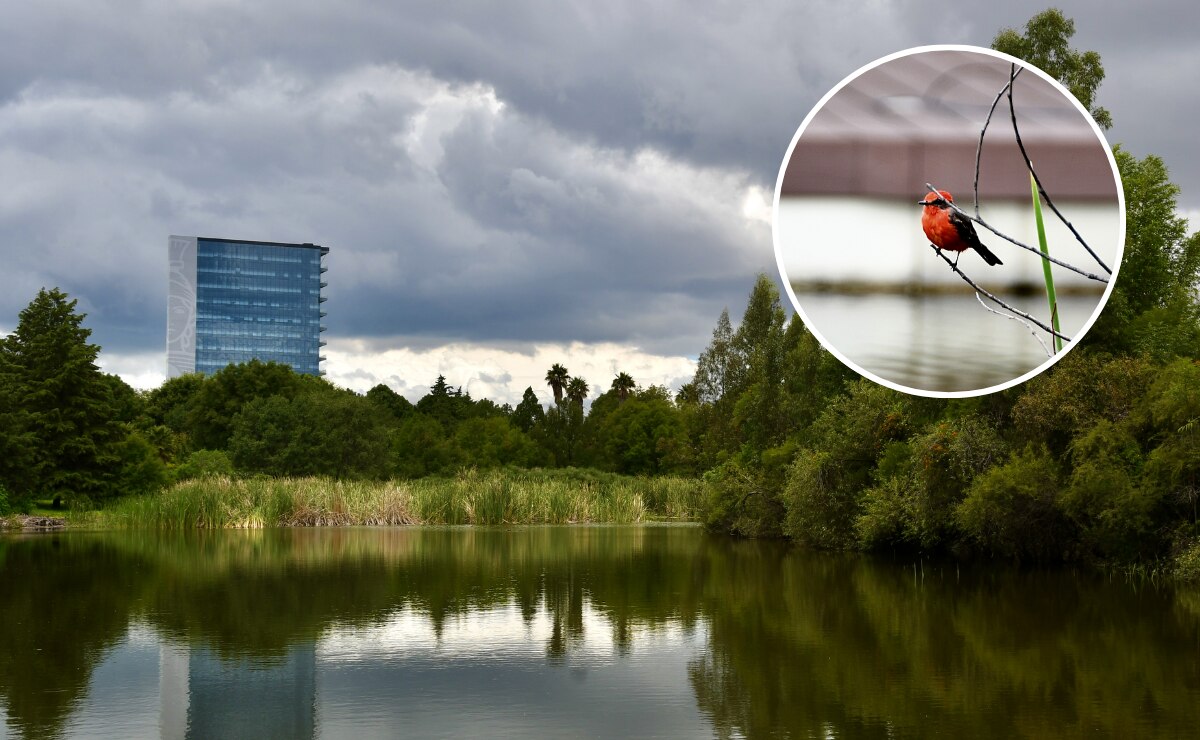 Jardín Botánico de la BUAP, 38 años de echar raíces y florecer