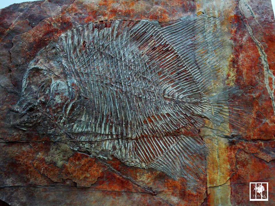 Los Peces Picnodontes de Tlayua “Tepexichthys aranguthyorum” | Foto: Facebook Museo Regional Mixteco-Tlayúa
