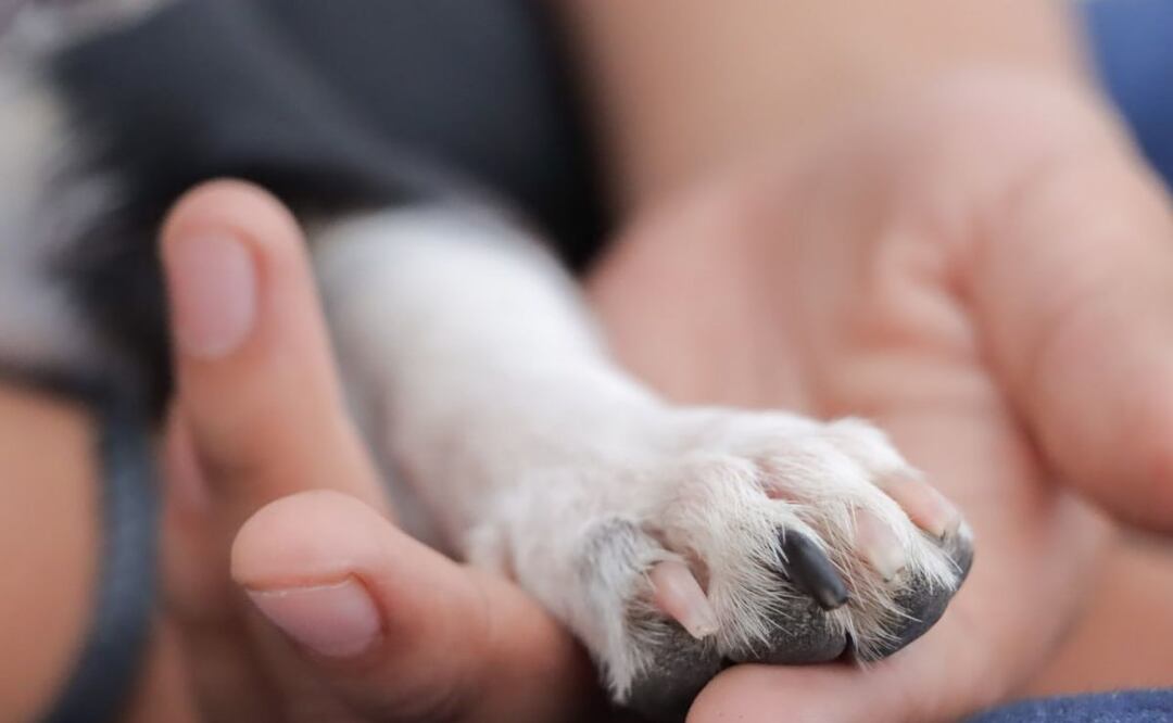 La titular de la Smadsot, Beatriz Manrique, informó de los avances en los casos de maltrato animal registrados en Puebla | Foto: Agencia Es Imagen para El Universal Puebla