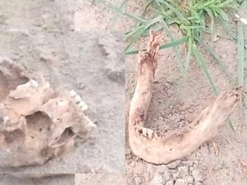 Susto en Reforma Sur por cráneo humano tirado