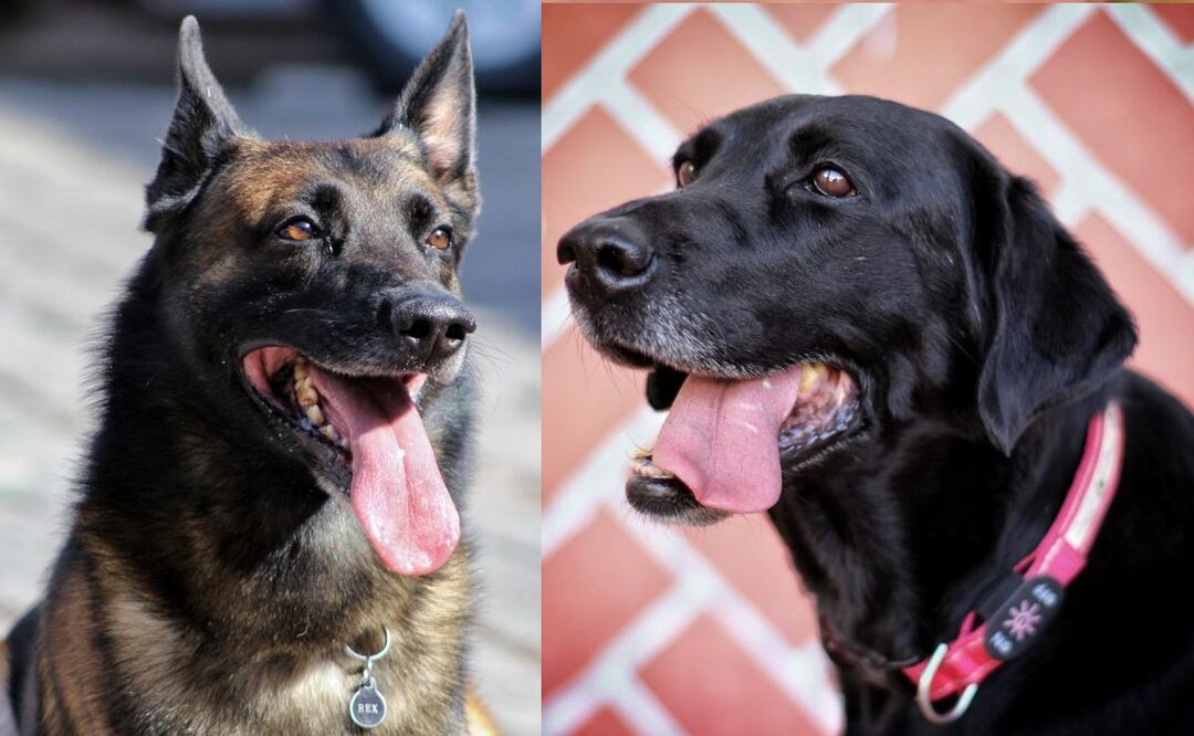 Los perritos rescatistas de Puebla hicieron una gran labor de búsqueda en Turquía | IMAGEN: Especial