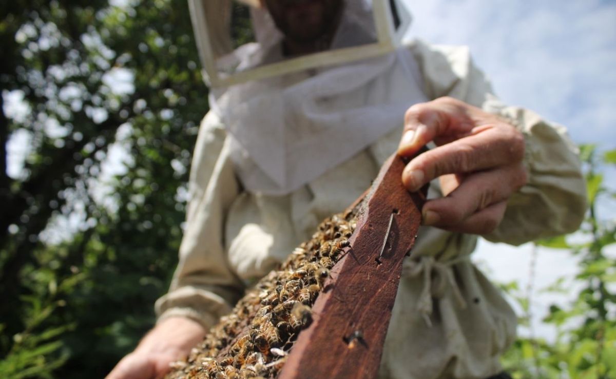 Día de las Abejas: Esta es la importancia de los apiarios en Puebla