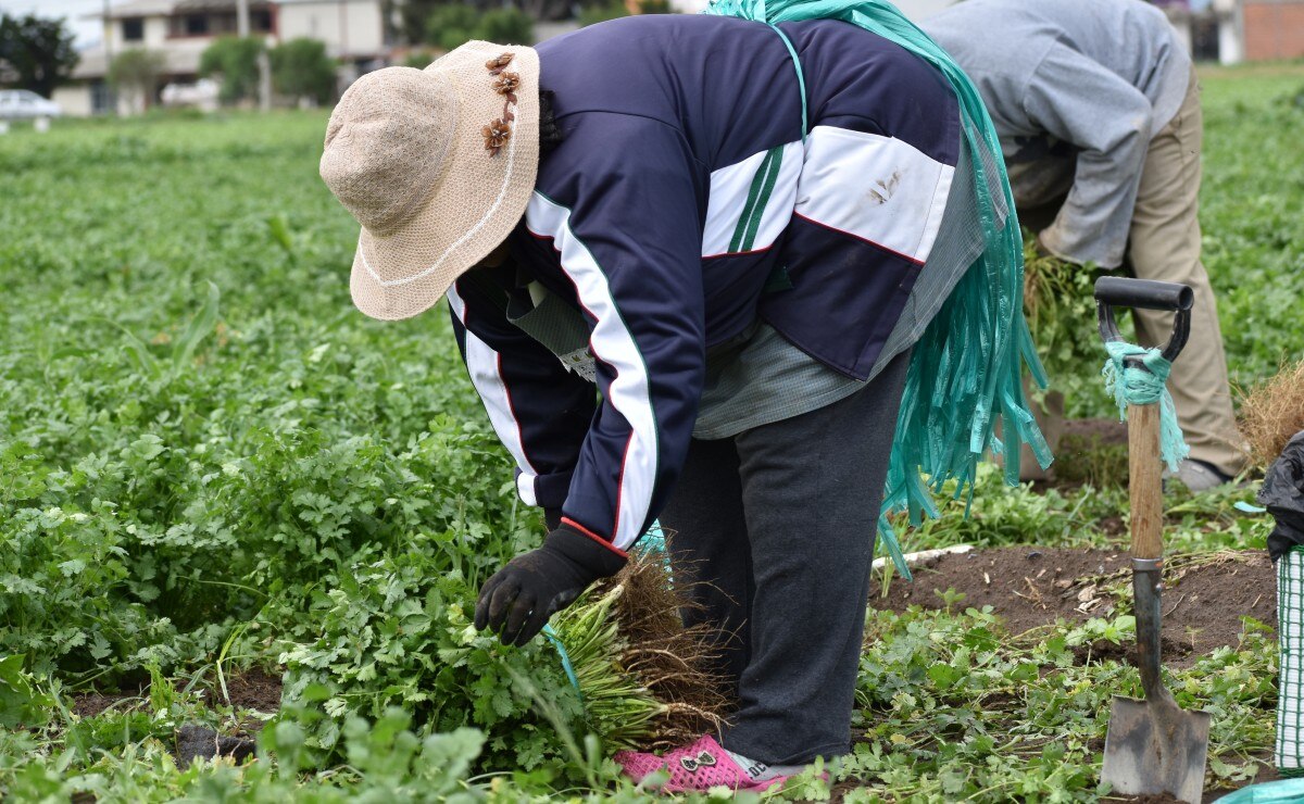 Producción de alimentos con energías limpias es posible