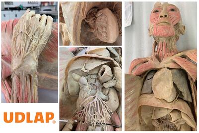 UDLAP emplea modelos plastinados para el estudio de la anatomía