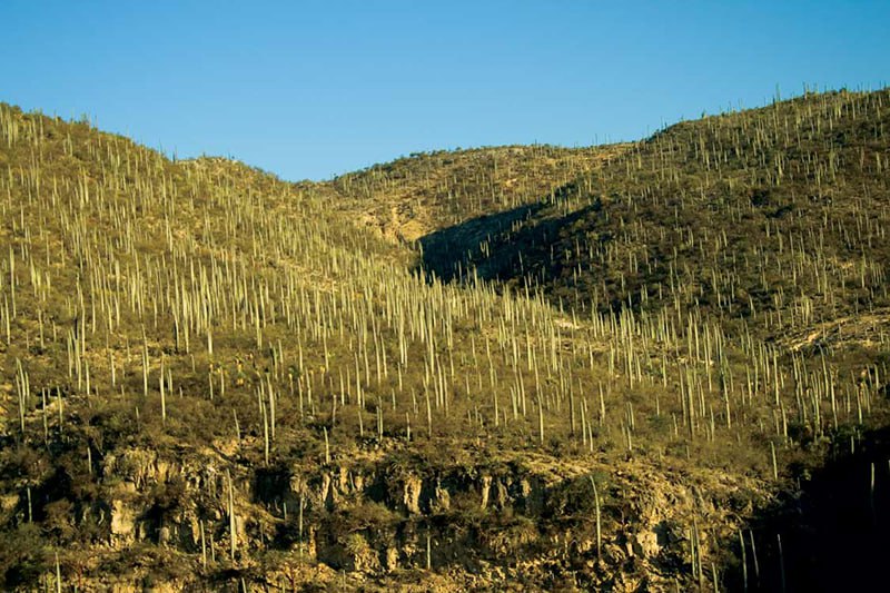 Reserva de la Biósfera Tehuacán-Cuicatlán | Foto: Gobierno de Puebla