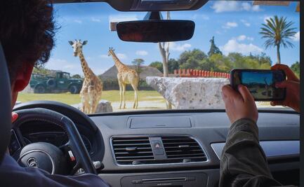 Razones para visitar Africam Safari en verano