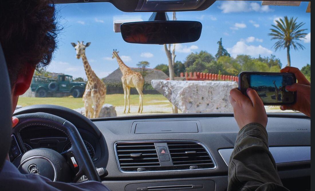 Africam Safari ofrece varios atractivos para los visitantes | Foto: Facebook Africam Safari