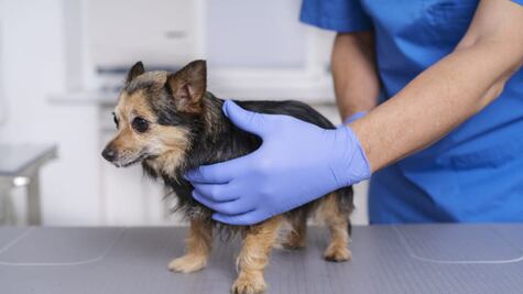 ¿Necesitas esterilizar a tu mascota?  Movimiento Animalista de Puebla hará campaña GRATIS