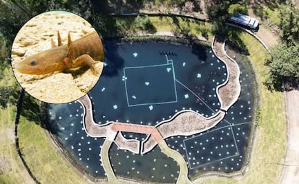 En este parque de Puebla puedes encontrar ajolotes tigre