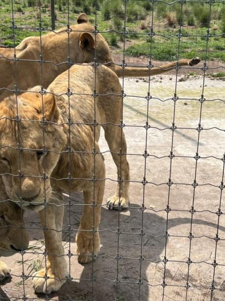 Hallan fosas con presuntos restos de leones y tigres en el Ajusco  