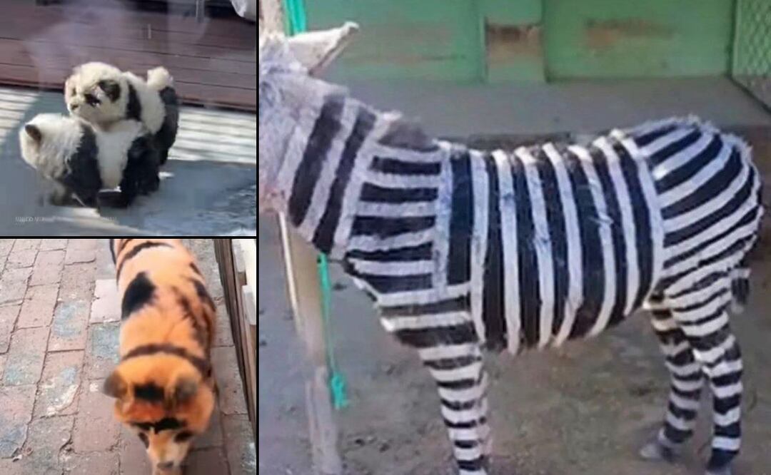 Además de la estafa, pintarlos es una forma de maltrato animal | Foto: Especial