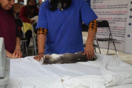 Día del gato: cáncer de mama es mortal en michis, se previene con esterilización