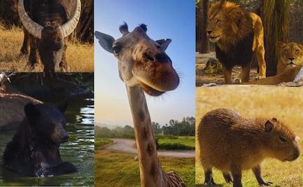 5 razones por las que debes visitar Africam Safari en 2025