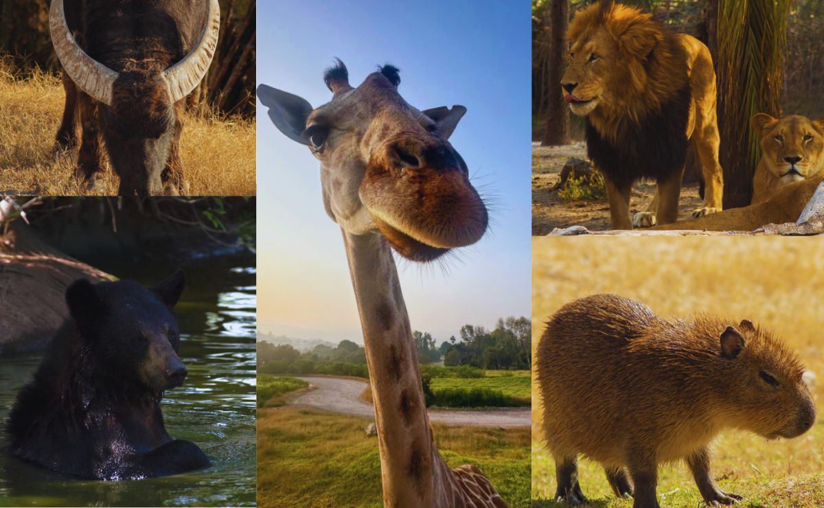 5 razones por las que debes visitar Africam Safari en 2025