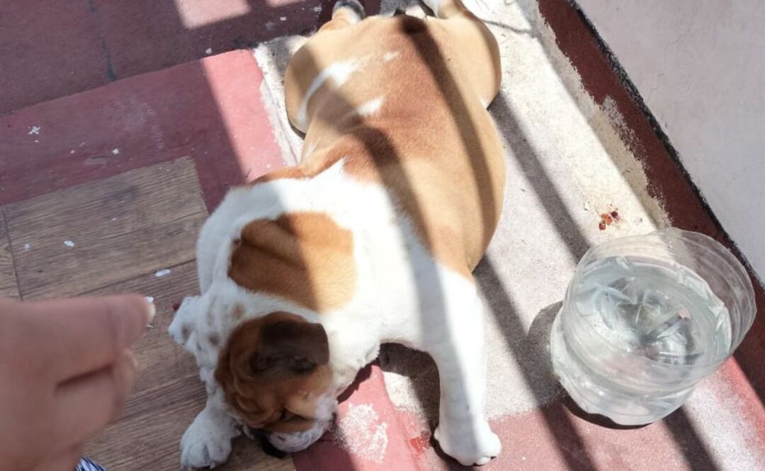 En redes sociales causó indignación el caso de un perrito que se ahorcó por un presunto descuido en Lomas de Angelópolis | Foto:Twitter @RUL3TAS