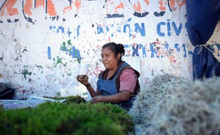 Piden en el Congreso evitar extracción ilegal de musgo y heno