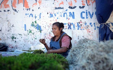 Piden en el Congreso evitar extracción ilegal de musgo y heno